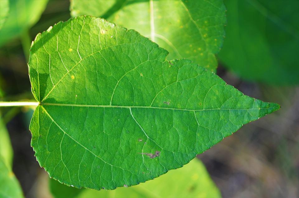 green leaf