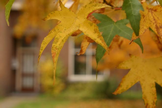 Tree Leaves